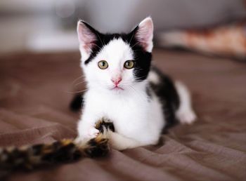 Portrait of white kitten