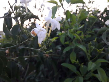 Close-up of white flowering plant