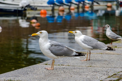 Close-up of seagull perching on water