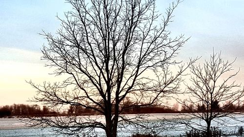Bare tree by frozen lake against sky