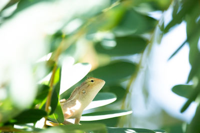 Close-up of frog on leaf