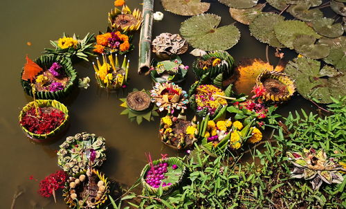 High angle view of flowering plants