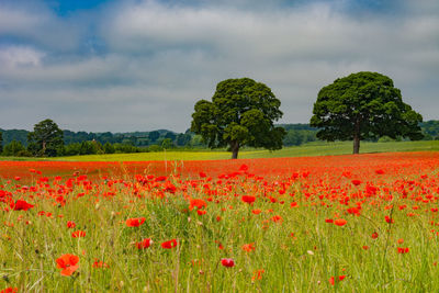 Red poppy flowers on field against sky