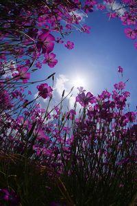 Low angle view of pink flowering plants against sky