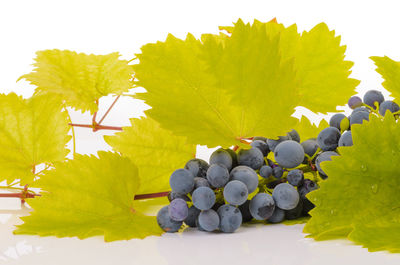 Close-up of fresh fruits on plant against white background