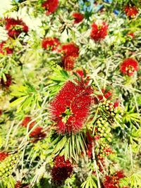 Close-up of red flowering plants