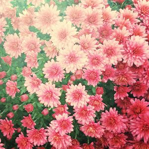 Full frame shot of pink flowers