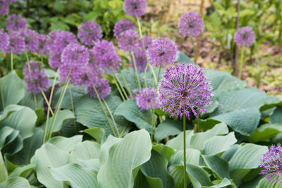 Close-up of pink flowering plants