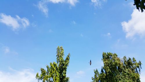 Low angle view of trees against sky