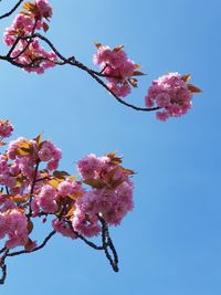 Low angle view of pink cherry blossoms against clear blue sky