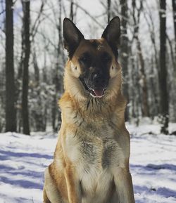 Portrait of dog on snow field