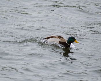 View of birds in water