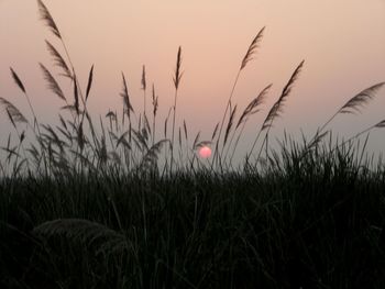 Plants growing on field at sunset