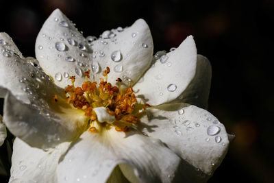 Close-up of raindrops on white flower