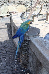High angle view of bird perching on ground