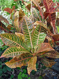 High angle view of fern leaves on tree