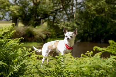 White dog running on tree