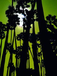 Close-up of silhouette trees against sky