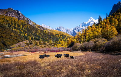 Scenic view of landscape and mountains against clear blue sky