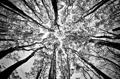 Low angle view of bare tree against sky