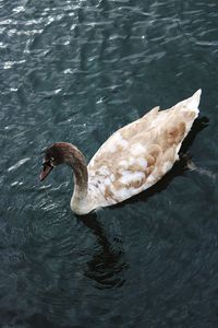 High angle view of swan swimming in lake