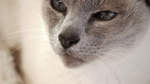 Close-up of cat looking away