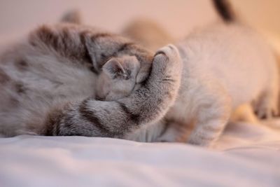 Close-up of cat feeding kitten on bed at home