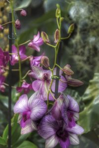 Close-up of flowers blooming outdoors