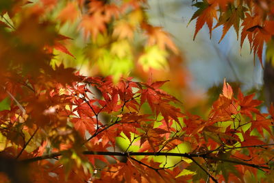 Close-up of maple leaves on tree during autumn