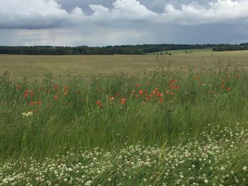 Scenic view of poppy field against sky