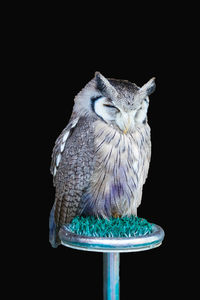 Close-up of owl perching on black background