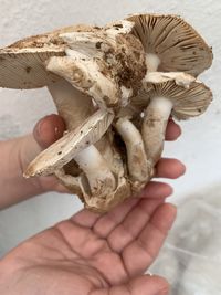 Close-up of hand holding mushrooms