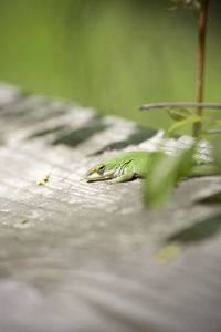 Green anole anolis carolinensis resting on a wooden walkway