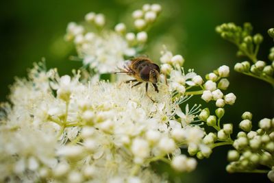 Close-up of bee pollinating on white flower