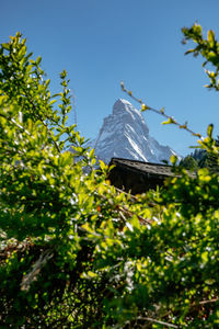 Low angle view of plants against clear sky