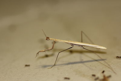 Close-up of insect