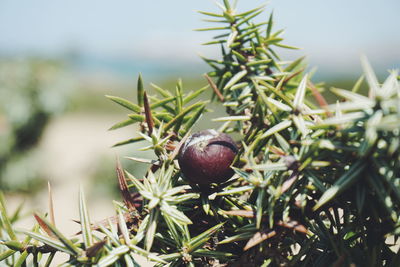 Close-up of fruits on tree