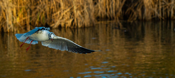 Black headed gulls in winter plumage single close up in flight with wings outstretched soaring