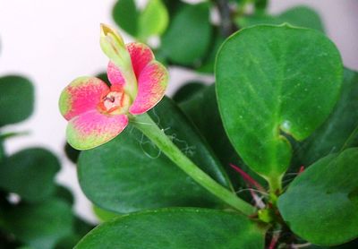 Close-up of pink flower