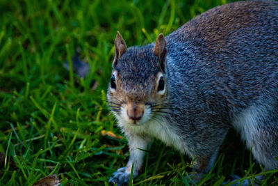 Portrait of squirrel