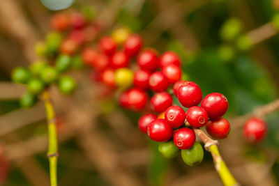 Close-up of cherries growing on tree