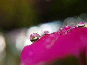 Close-up of wet ladybug on water