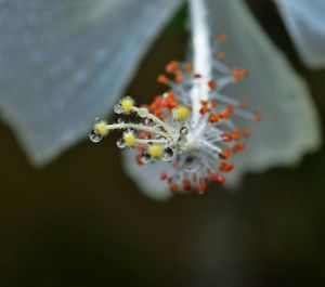 Close-up of orange flowering plant