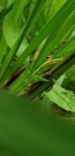 Close-up of insect on plant