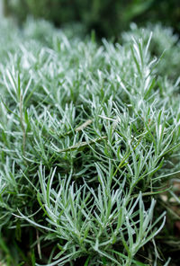 Close-up of plants growing on field