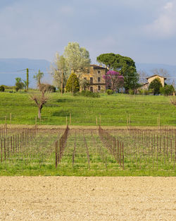 View of vines in conegliano
