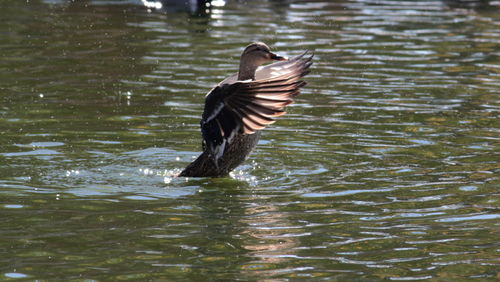 Bird in water