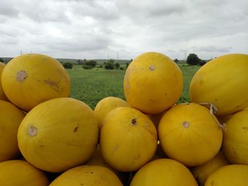 Musk melon on sail on highway on a cloudy beautiful day