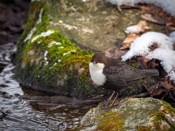 Close-up of bird perching on water