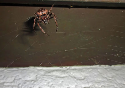 Close-up of spider on web